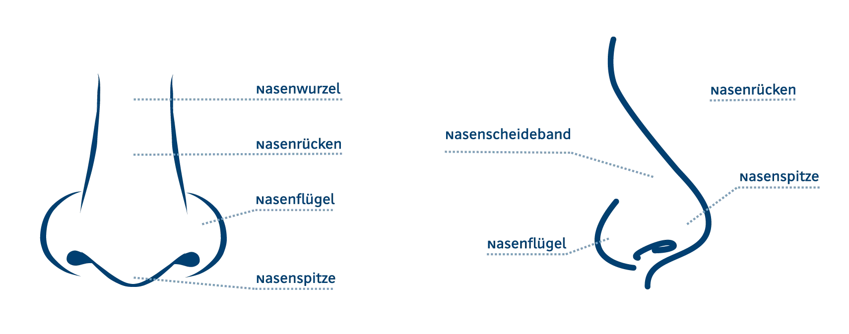 Schematische Darstellung der Nase in Frontal- und Seitenansicht mit Beschriftung von Nasenwurzel, Nasenrücken, Nasenflügel, Nasenspitze und Nasenscheidewand